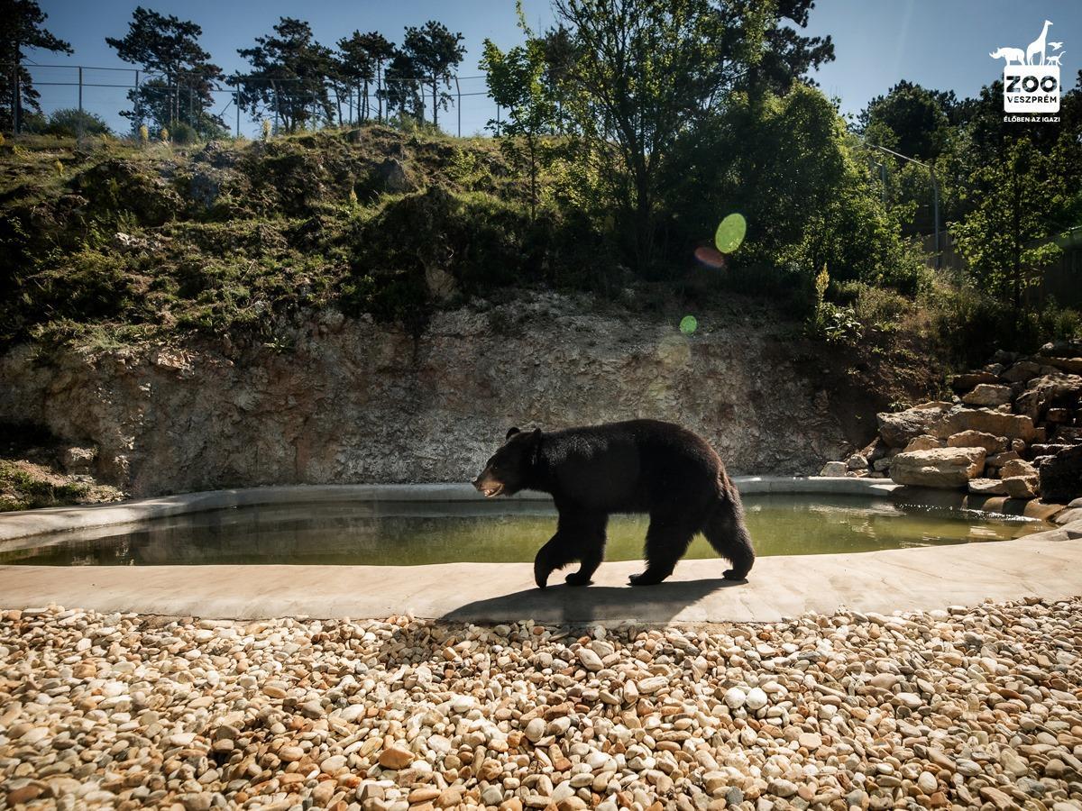 Új medvekifutót és -házat adtak át a Veszprémi Állatkertben