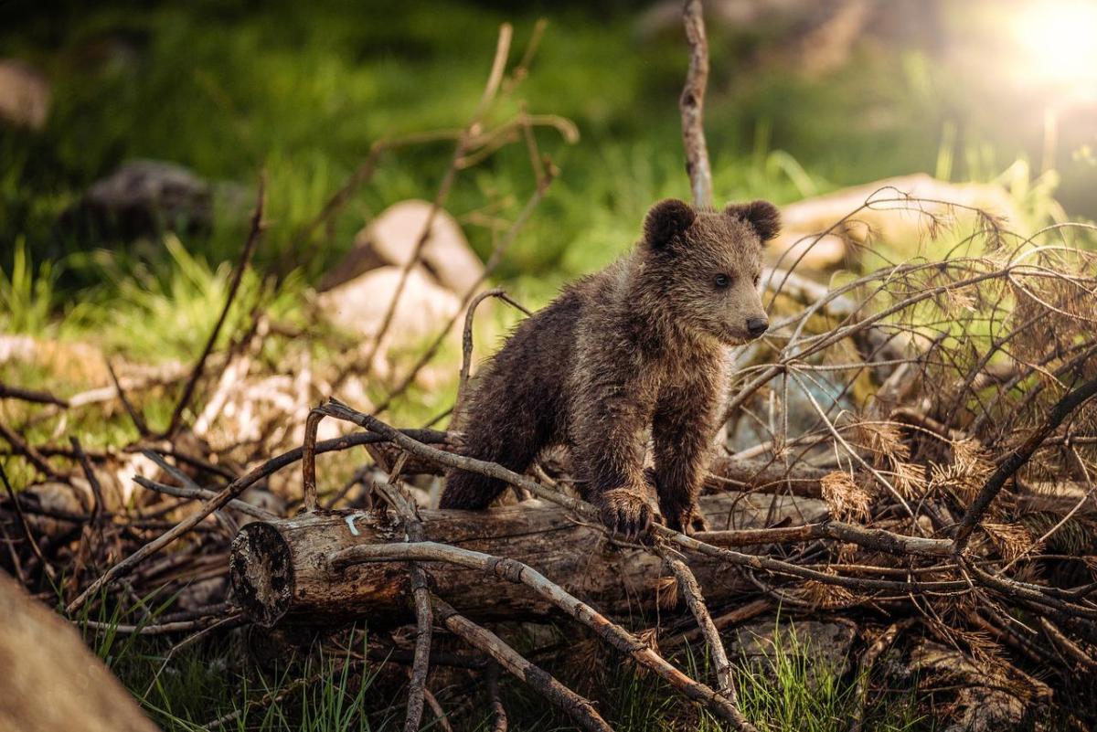 Ezt tegye, ha medvét lát a magyar erdőkben